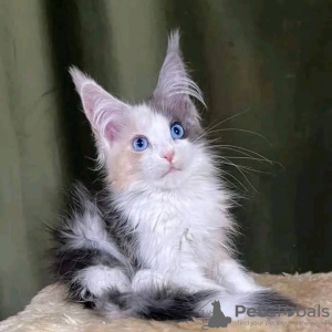 Photo №3. Maine Coon Kattungar jusqu'à Salu. Suède