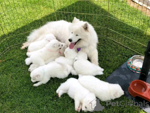 Photo №1. samoyède - à vendre en ville de Флорида Сити | 1063€ | Annonce №138978