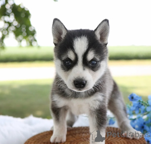 Photo №1. alaskan klee kai - à vendre en ville de Prague | négocié | Annonce №170670