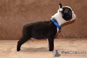 Photos supplémentaires: Chiots Boston terrier