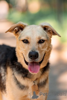 Photo №1. chien bâtard - à vendre en ville de Москва | Gratuit | Annonce №121881