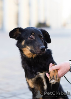 Photo №4. Je vais vendre  en ville de Saint-Pétersbourg. annonce privée - prix - négocié