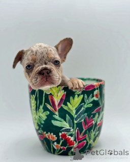 Photo №1. bouledogue - à vendre en ville de Munich | 500€ | Annonce №150641