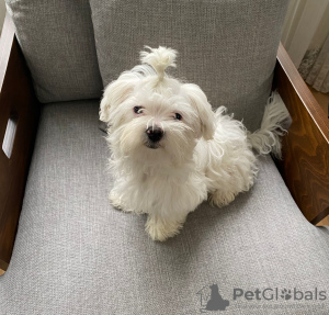 Photo №4. Je vais vendre bichon maltais en ville de Стамбул. annonce privée - prix - 500€