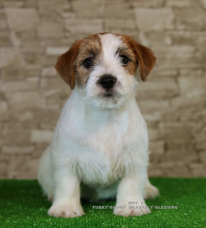 Photos supplémentaires: Luxueux chiots Jack Russell Terrier