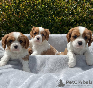 Photo №2 de l'annonce № 38244 de la vente cavalier king charles spaniel - acheter à Allemagne annonce privée