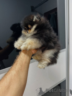 Photo №3. Chiots de Poméranie de race pure avec des personnalités ludiques !. Allemagne