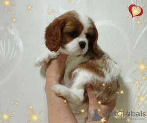 Photo №2 de l'annonce № 69707 de la vente cavalier king charles spaniel - acheter à Biélorussie éleveur