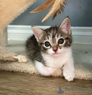 Photo №3. Chatons asiatiques à vendre Business Whatsapp 12295825241. La finlande