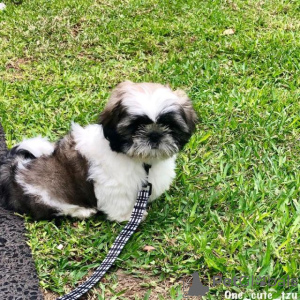 Photo №1. shih tzu - à vendre en ville de Sofia | négocié | Annonce №167395