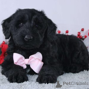 Photo №2 de l'annonce № 173082 de la vente schnauzer géant - acheter à Monaco annonce privée, éleveur