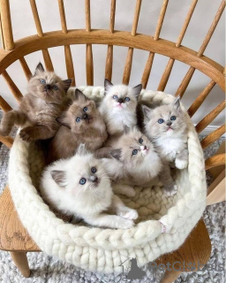 Photo №1. ragdoll - à vendre en ville de Essingen | 550€ | Annonce № 132783