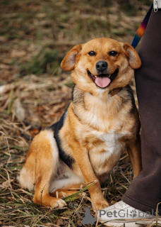 Photo №1. chien bâtard - à vendre en ville de Москва | Gratuit | Annonce №139188
