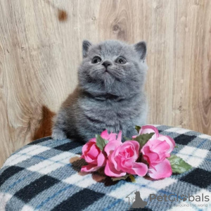 Photo №1. british shorthair - à vendre en ville de Berlin | Gratuit | Annonce № 129052