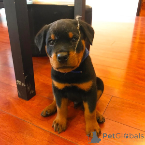 Photo №2 de l'annonce № 163244 de la vente  - acheter à La Grande-Bretagne 