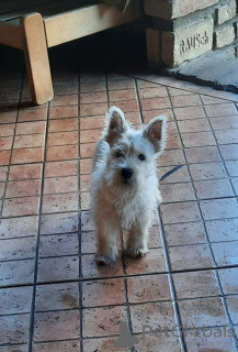 Photos supplémentaires: Terrier blanc des Highlands de l'Ouest - Westie