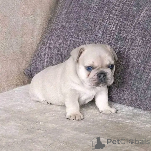 Photo №1. bouledogue - à vendre en ville de Rennes | négocié | Annonce №165311