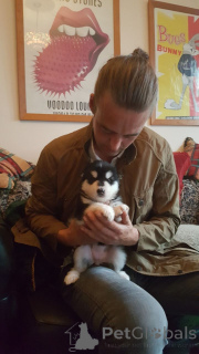 Photo №4. Je vais vendre malamute de l'alaska en ville de Brasschaat. annonce privée, éleveur - prix - 600€