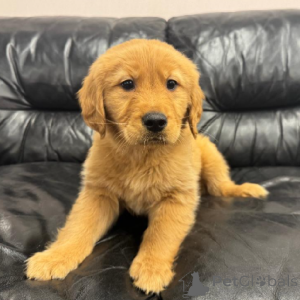 Photo №1. golden retriever - à vendre en ville de Castelldefels | Gratuit | Annonce №170359
