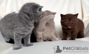 Photo №3. American Shorthair. Algérie