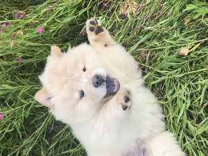 Photos supplémentaires: Chiots Chow Chow