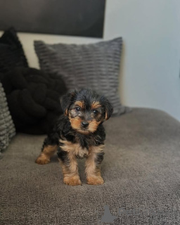 Photo №4. Je vais vendre yorkshire terrier en ville de Vilnius. annonce privée, éleveur - prix - 750€