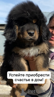Photo №2 de l'annonce № 45539 de la vente dogue du tibet - acheter à Kazakhstan annonce privée