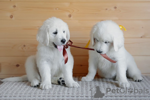 Photo №3. Chiots de race Chuvach slovaque. Fédération de Russie