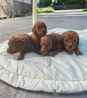 Photo №2 de l'annonce № 169196 de la vente caniche (jouet) - acheter à Serbie éleveur