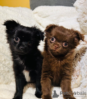 Photo №2 de l'annonce № 133284 de la vente chihuahua - acheter à Allemagne annonce privée