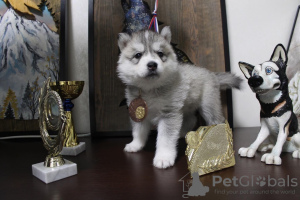 Photos supplémentaires: Chiots Husky sibérien