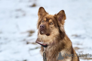 Photo №2 de l'annonce № 133038 de la vente  - acheter à Fédération de Russie annonce privée