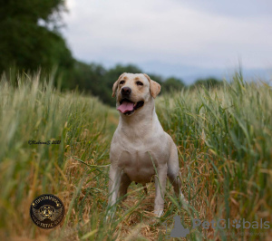 Photo №3. chiots labrador retriever. Kirghizistan