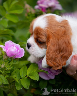 Photo №4. Je vais vendre cavalier king charles spaniel en ville de Гамбург. annonce privée - prix - 400€