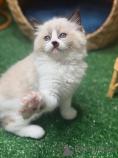 Photo №4. Je vais vendre ragdoll en ville de Eksjo. éleveur - prix - négocié