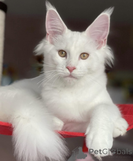 Photo №1. maine coon - à vendre en ville de Baden-Baden | 990€ | Annonce № 163465