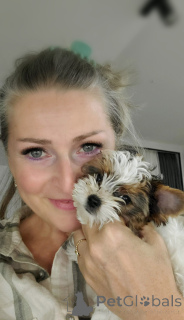 Photo №1. biewer yorkshire terrier - à vendre en ville de Tbilissi | 872€ | Annonce №159711