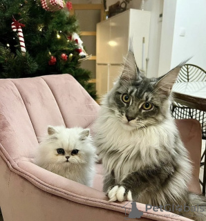 Photo №1. maine coon - à vendre en ville de Laredo | 473€ | Annonce № 102801