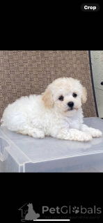 Photo №2 de l'annonce № 149901 de la vente maltipu - acheter à Allemagne annonce privée, éleveur