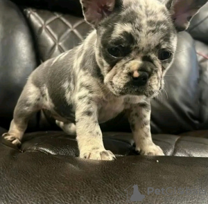 Photo №1. bouledogue - à vendre en ville de Charjah | 500€ | Annonce №13805