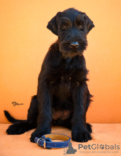 Photos supplémentaires: Chiots Schnauzer Géant