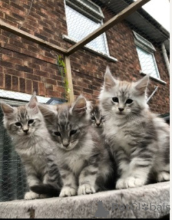 Photo №4. Je vais vendre maine coon en ville de Valette. annonce privée - prix - 580€