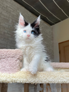 Photo №1. maine coon - à vendre en ville de Bautzen | négocié | Annonce № 160718