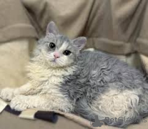 Photo №1. selkirk rex à longs poils - à vendre en ville de Helsinki | 500€ | Annonce № 178419