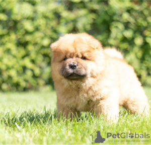 Photo №4. Je vais vendre chow-chow en ville de Rapid City.  - prix - Gratuit