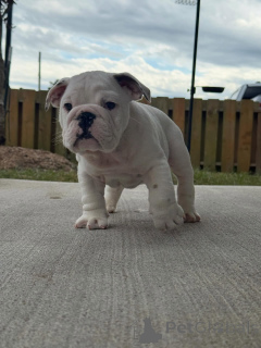 Photo №2 de l'annonce № 175409 de la vente bulldog anglais - acheter à Pays Bas éleveur