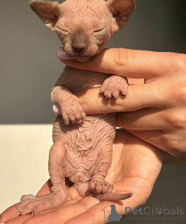 Photo №1. sphynx - à vendre en ville de Panevėžys | négocié | Annonce № 159885