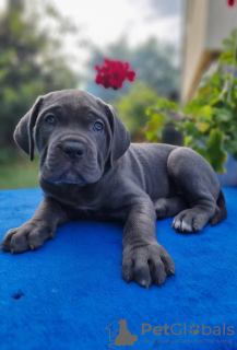 Photo №2 de l'annonce № 41713 de la vente cane corso - acheter à Allemagne annonce privée