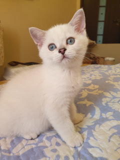 Photo №2 de l'annonce № 5929 de la vente scottish straight - acheter à Fédération de Russie de la fourrière