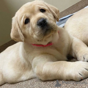 Photo №1.  - à vendre en ville de Leeds | 291€ | Annonce №160968